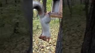 Белка показала, как умеет висеть / Squirrel showed how he can hang