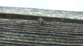 Jumping Spider. Паук скакун