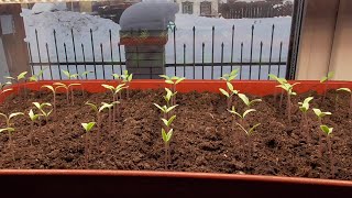 Молодая рассада томатов на холодном окне. Не застудите ей корни! 