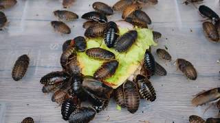 COCKROACH vs SANDWICH - who win?! CRAZY EXPERIMENT!