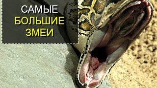 Самые большие змеи в мире ТОП 5