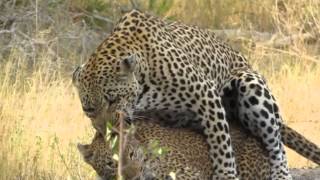 Guest Sara Kearns films mating leopards
