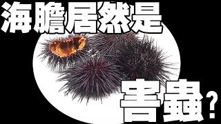 【冷知識】海膽居然是害蟲？我們都在吃海膽的「生殖器」！？| 鈞發現 |