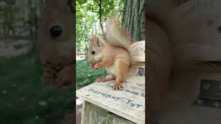 Бельчонок / Baby squirrel