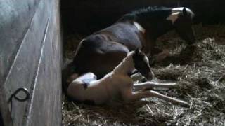 Foaling (2 of 5)  Here comes baby!