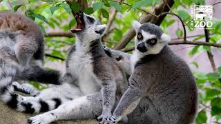 World Lemur Day 2021 - Cincinnati Zoo