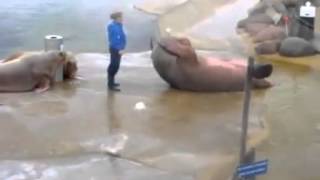 хаахха