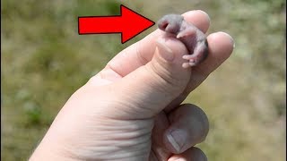 ДЕТЕНЫШ ПАНДЫ, ЛЕНИВЦА, КРОТА, УТКОНОСА И ЛЕТУЧЕЙ МЫШИ САМЫЕ НЕОБЫЧНЫЕ ДЕТЕНЫШИ ЖИВОТНЫХ