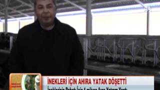 İnekleri için ahıra yatak döşetti