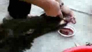 chicken slaughter