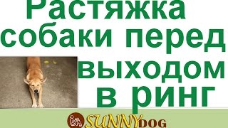 Растяжка собаки перед выходом в ринг