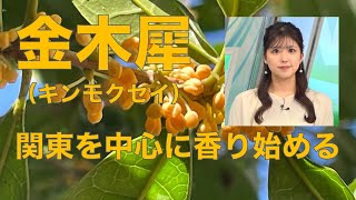 金木犀（キンモクセイ）が関東を中心に香り始める