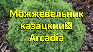 Можжевельник казацкий Аркадия. Краткий обзор, описание характеристик juniperus virginiana Arcadia