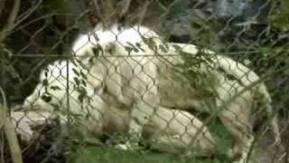 Two Gay Lions - Siegfried & Roy's Secret Garden