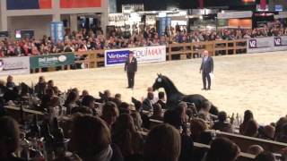 2017 KWPN Stallion Show Dressage Champions Ring