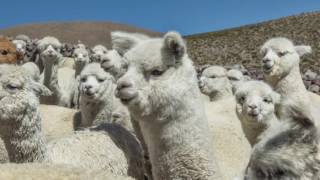 Spirit Of The Andes