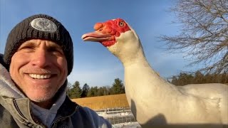 Watch how duck reacts to kisses from man who rescued him
