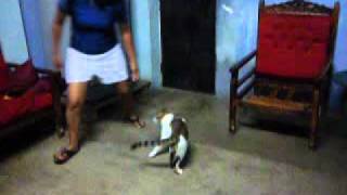 ataque del gato