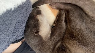 猫のように丸まって寝るカワウソ Otter curled up and sleeping like a cat