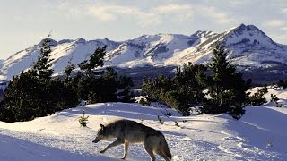 Долина волков - Valley of the Wolves 2007