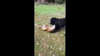 Giant Schnauzer vs American Staffordshire Terrier