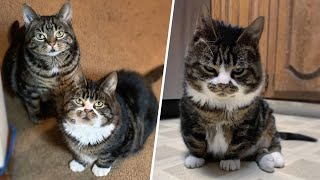 Woman discovers her dwarf cat is actually a 'squeaky balloon'