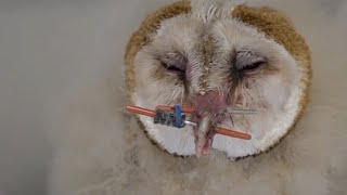 Man used rubber bands to save owl's life