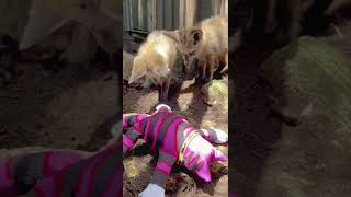 Bat eared Fox Kits Don't Know What to Think of Their New Toy #shorts