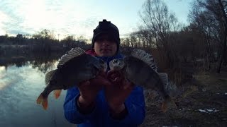 Ловля окуня ранней весной на Каролинскую оснастку.