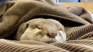 いつ見ても常に人のそばにいるカワウソと猫 Otter and cat are always around people, no matter when you see them.