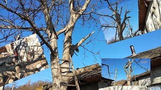 Будни. Опасное дерево. Орех надо спилить.