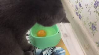 Можно ли кошкам давать сырые яйца? Чем кормить кота