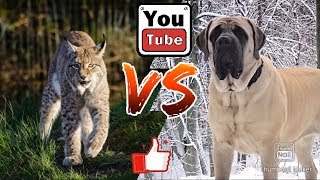 Рысь против Английского мастифа. Lynx against English mastiff. Собаки.