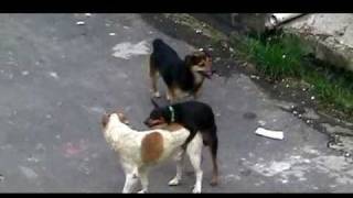 GAYS DOGS ( CACHORROS BAITOLAS ) Video Premiado no Festival de Cannes kkkkkk