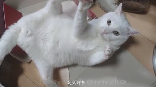 立ち上がるネコ様 国際猫の日