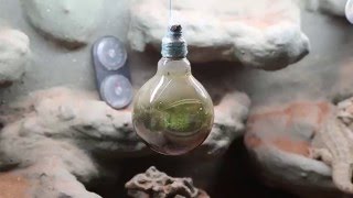 VITA ETERNA IN UNA LAMPADINA
