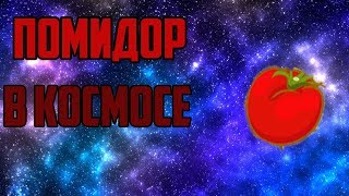ЧТО БУДЕТ ЕСЛИ БРОСИТЬ  ПОМИДОР В КОСМОС