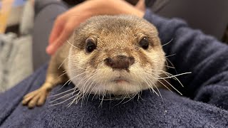 カワウソとかくれんぼしようとしたらまさかの結果に笑ってしまった I tried to play hide-and-seek with an otter.