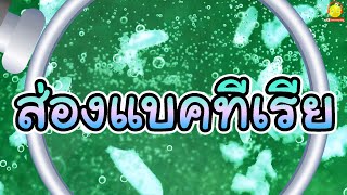 ส่องแบคทีเรียในของเหลว | ส่องกล้องจุลทรรศน์สนุกๆ