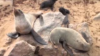 Проект Эквитес и друзья, Намибия 2012, Equites and friends, Namibia 2012