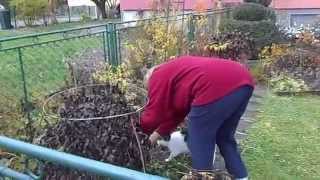 Обрезка осенью пионов . Жизнь в Чехии .Pruning pions fall. Life in the Czech Republic.
