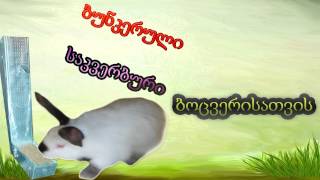 kurdglis sakveburi