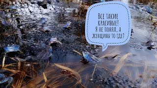 АСМР из весеннего болота. Почти как птички, только лягушки. Звуки леса