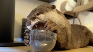 熱しやすく冷めやすいカワウソ The otter is easily heated and cooled.