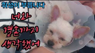 강아지 중성화 수술 요티 귀티 둘다 잘랐습니다...ㅠㅜ yorkshire terrier puppy Neutralization