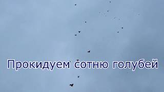 Прокидываем сотню голубей.