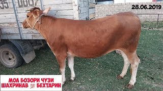 мол бозори чузи шахринав ? бехтарин 28.06.2019