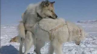 Husky mating