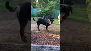 My Rottweiler pregnant 7 weeks