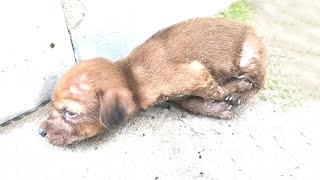 Less Than a Month Puppy Deformed Front Legs Rescued